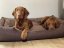 Pelech pro psy DUO Brown - Velikost pelíšku: 90cm x 70cm / XL, Uvnitř pelíšku: Polštář
