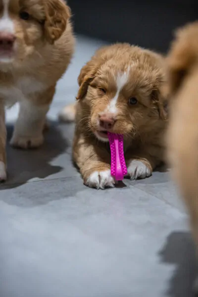 FIBOO Dentální hračka pro psy Fiboone puppy - oranžová