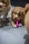 FIBOO Dentální hračka pro psy Fiboone puppy - zelená