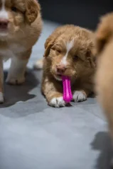 FIBOO Dentální hračka pro psy Fiboone puppy - růžová