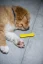 FIBOO Dentální hračka pro psy Fiboone puppy - zelená