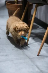 FIBOO Dentální hračka pro psy Fiboone puppy - modrá