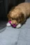 FIBOO Dentálna hračka pre psov Fiboone puppy - ružová