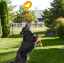 FIBOO Létající talíř pro psy Frisboo 25 cm - žlutý