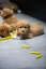 FIBOO Dentální hračka pro psy Fiboone puppy - žlutá